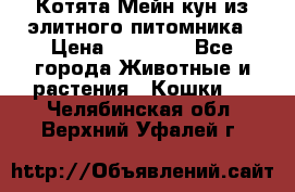 Котята Мейн-кун из элитного питомника › Цена ­ 20 000 - Все города Животные и растения » Кошки   . Челябинская обл.,Верхний Уфалей г.